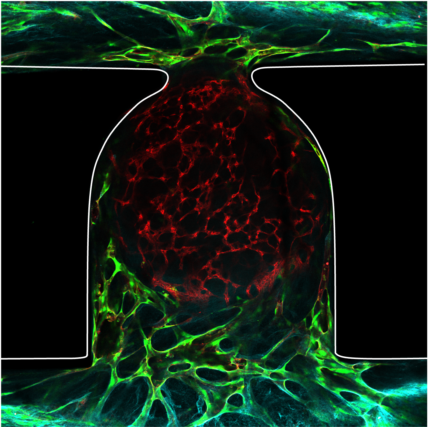 Vascular Tree.png